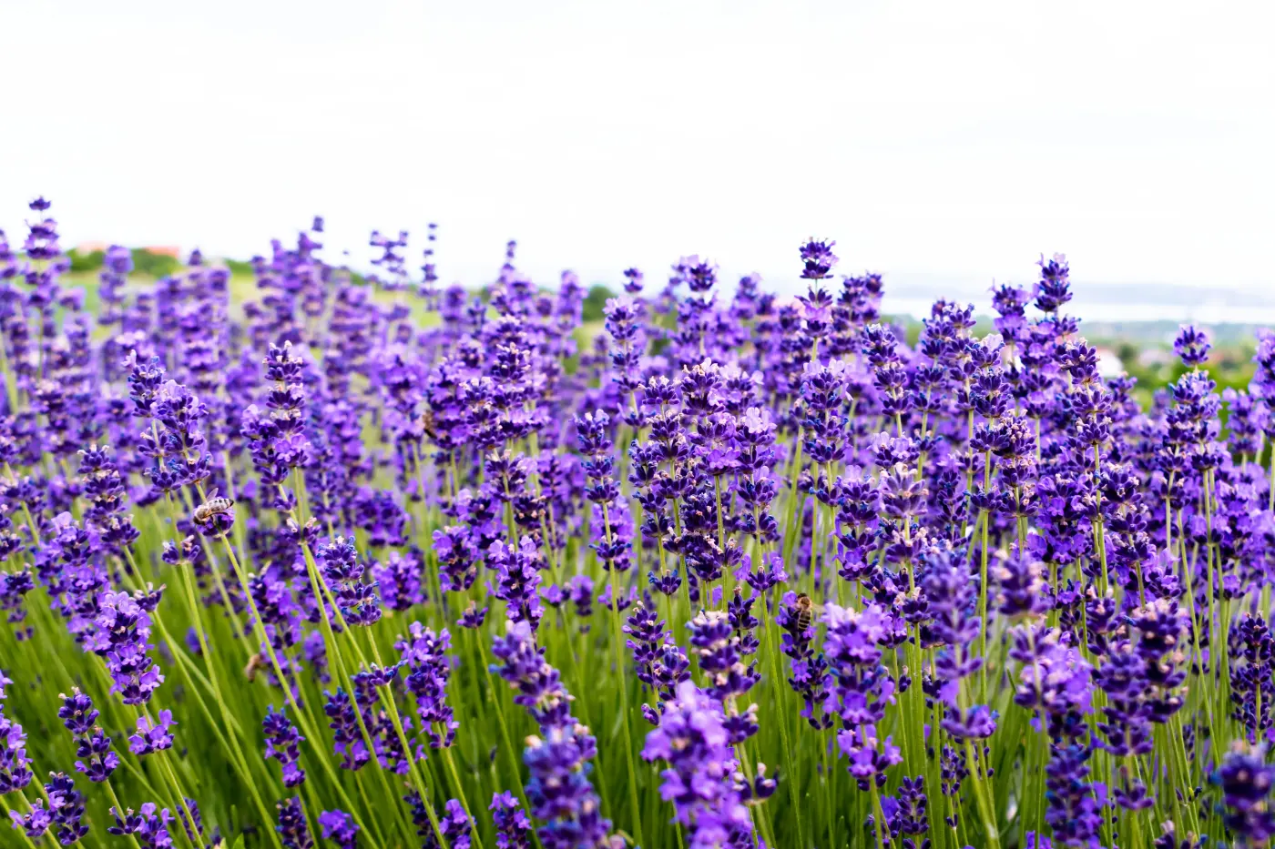 Mayfield Lavender Farm & Hastings Beach and Town Day Trip from London